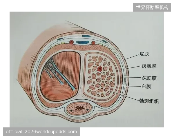 纯手法按压究竟掩盖了多少深层筋膜撕裂的真实隐患？